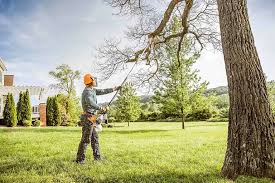 Best Lawn Disease Treatment  in Newport, KY
