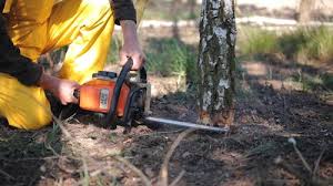 Best Tree Preservation Services  in Newport, KY