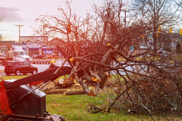 How Our Tree Care Process Works  in  Newport, KY
