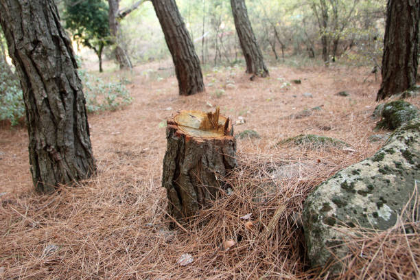 Best Tree Risk Assessment  in Newport, KY