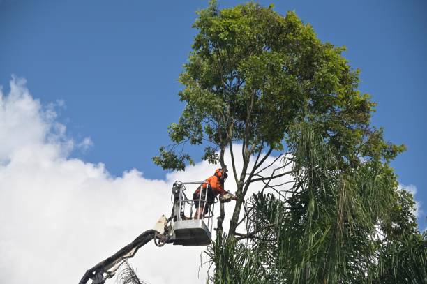 Best Tree Disease Treatment  in Newport, KY