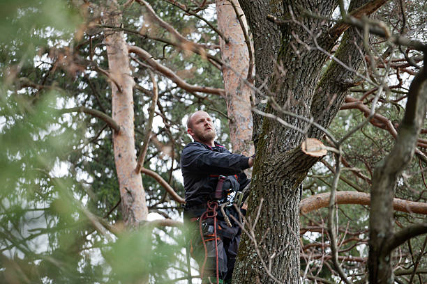 Newport, KY Tree Care Company